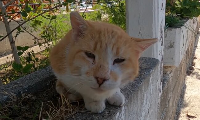 Streunende Katze. Quelle: YouTube Screenshot