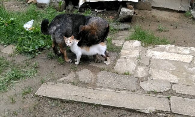 Streunende Katze. Quelle: Youtube Screenshot