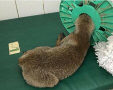 Ein Fuchs, der in der Nähe einer Kirche mit einer Spirale auf dem Kopf gefunden wurde, erhielt die Hilfe