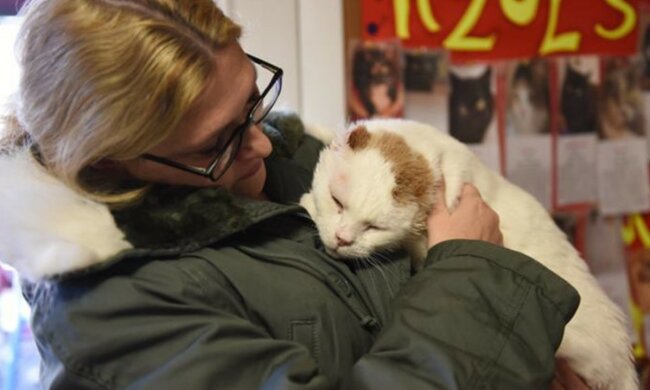 „Wir werden niemanden nehmen“: sagte Frau in einem Tierheim, doch einem Kater gelang es, sie zu bezaubern