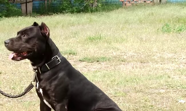 Eine Rentnerin nahm einen Pitbull mit nach Hause, und ein Jahr später kam er ihrem Enkel zu Hilfe, der in den Fluss gefallen war