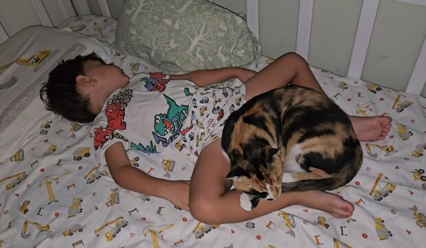 Kind im Katzenbett: Netz empört sich über verantwortungslose Eltern