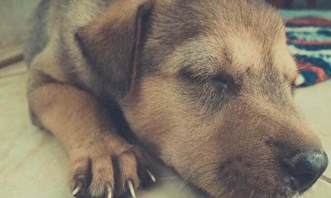 Hündchen. Quelle: Screenshot YouTube