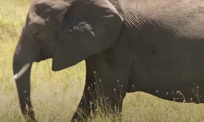 Elefant. Quelle: Screenshot YouTube