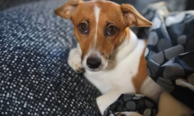 Hund. Quelle: Screenshot