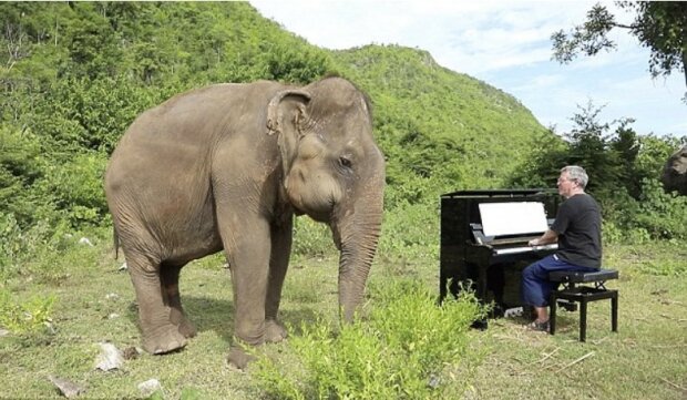 Pianist spielt klassische Musik, um die Elefanten, die nicht sehen können, zu beruhigen
