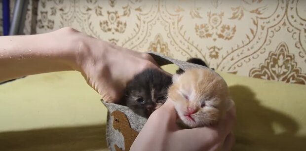Neugeborene Kätzchen. Quelle: Youtube Screenshot