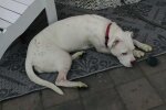 Daner, Hund. Quelle: Instagram.com