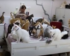 Eine Frau hat 480 Katzen und 12 Hunde: Sie erzählte, wie sie mit ihnen zurechtkommt