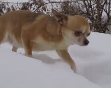 Der Hund. Quelle:Screenshot YouTube