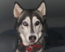 Husky Bertha verlor sein Sehvermögen, bekam aber eine zweite Chance