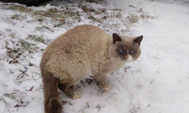 Wieder zu Hause: die vermisste Katze kehrte zwei Jahre später nach Hause zurück
