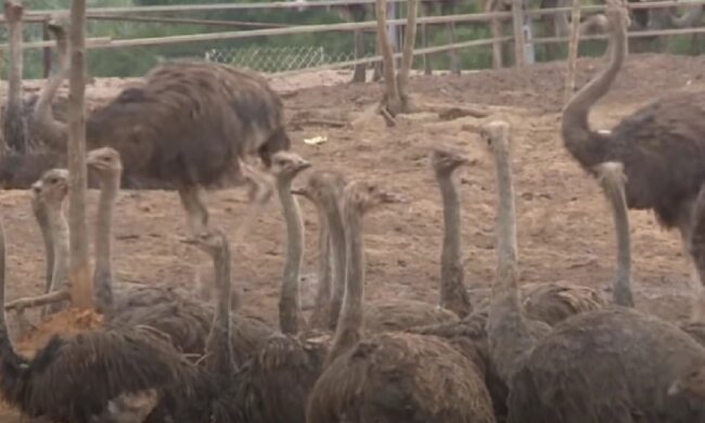 Freiheitsliebende Vögel. Quelle: Screenshot YouTube