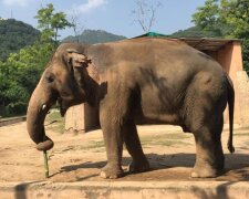 Er hat eine Familie gefunden: Der einsamste Elefant der Welt wird in das Naturschutzgebiet gebracht, um Liebe zu finden