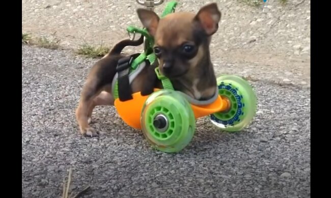 Besonderer Hund. Quelle: YouTube Screenshot