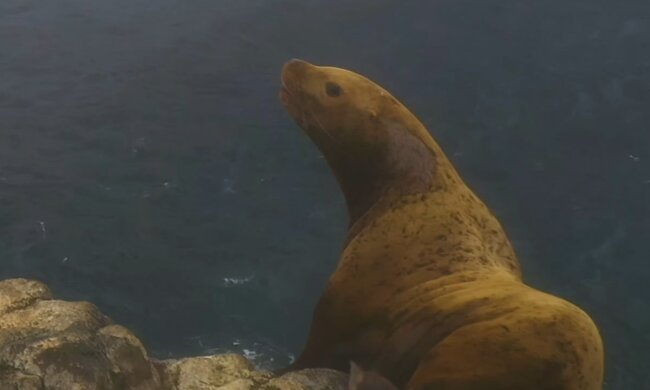 Seelöwe. Quelle: Screenshot Youtube
