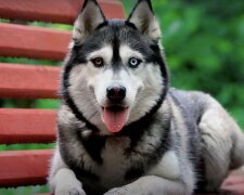 Hund. Quelle: Screenshot YouTube