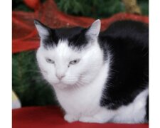 Schlimmste Katze der Welt Perdita sucht nach liebevollen Betreuern