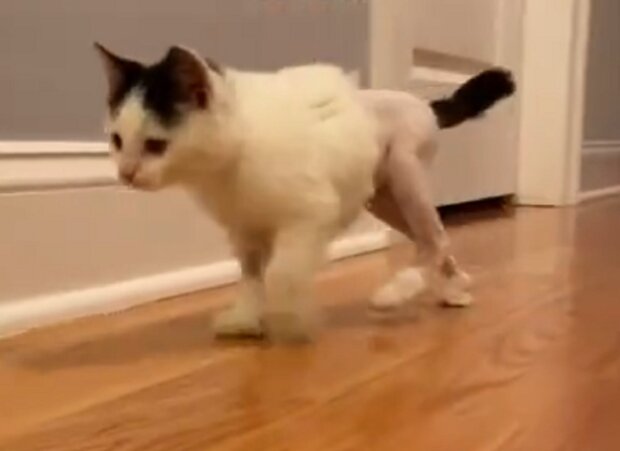 Die junge Frau half der Katze, die nicht laufen konnte, selbstbewusst zu gehen