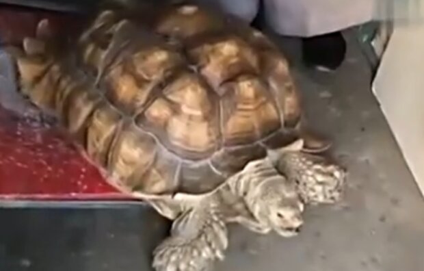 Wie eine 80-jährige Frau sich um ihre Schildkröte kümmert