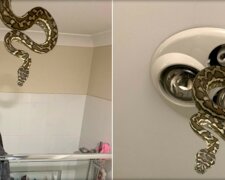 In Australien kam eine Python aus einer Leuchte, als Kinder sich vor dem Schlafengehen die Zähne putzten
