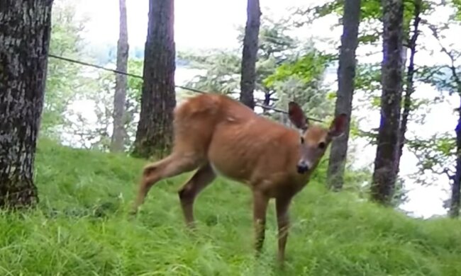 Aufmerksames Tier. Quelle: Screenshot YouTube