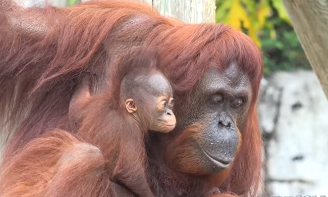 Illustration. Quelle: Youtube Screenshot