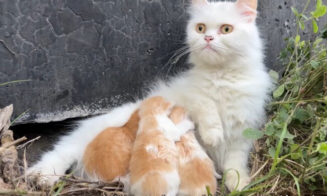 Katzenmutter oder Übermut. Quelle: Youtube Screenshot