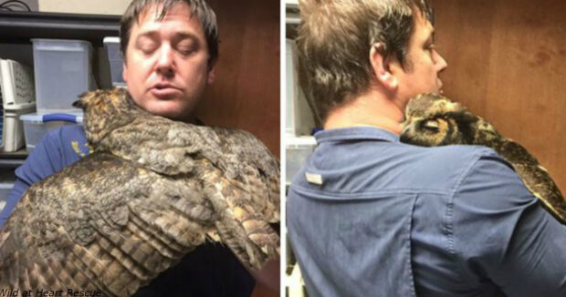owl-cant-stop-hugging-the-man-who-saved-her-after-car-accident-650×325