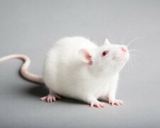 Wissenschaftler haben erklärt, warum sich die Augen von Ratten in verschiedene Richtungen bewegen können