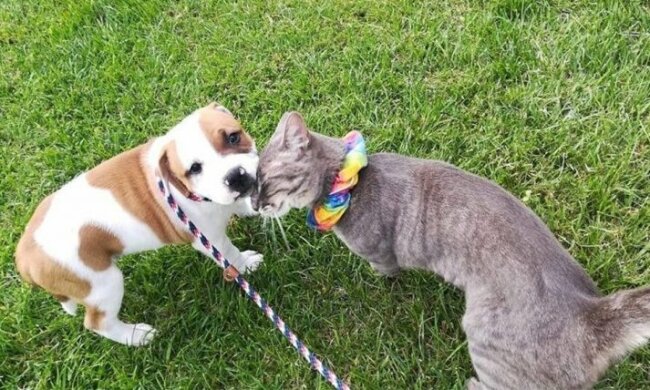 Die Katze und der Welpe waren beste Freunde, aber sie wurden getrennt