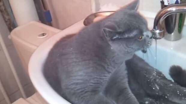 Die Katze im Waschbecken. Quelle: Screenshot YouTube