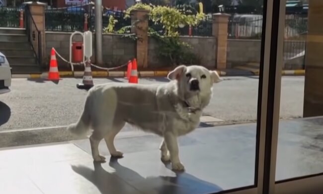 Hund Boncuk wartet vor der Tür des Krankenhauses. Quelle: Screenshot Youtube
