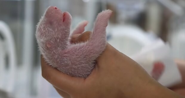 Baby Panda. Quelle: Youtube Screenshot