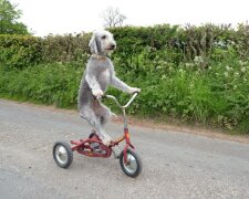 Barry: ein Hund, der Fahrrad fahren kann