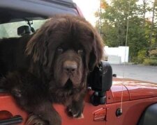 Hunde von beeindruckender Größe: Sie machen es deutlich, wer zu Hause "der Herr" ist