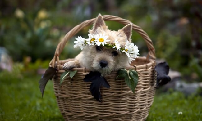 Frölicher Hund. Quelle: Screenshot YouTube