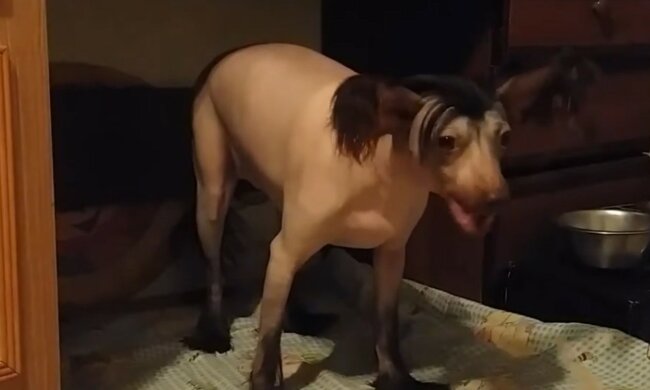 Seltsames Aussehen ist kein Hindernis für die Liebe. Quelle: Screenshot YouTube