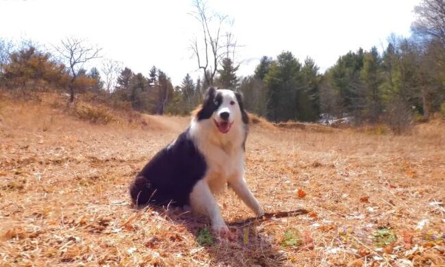 Border Collie. Quelle: Youtube Screenshot