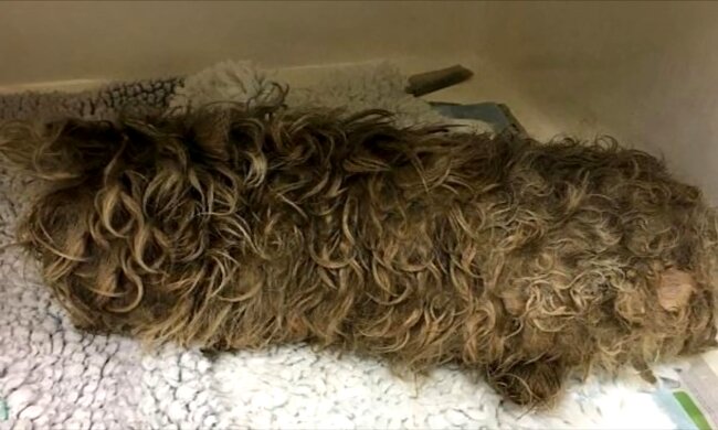 Hund mit verheddertem Haar. Quelle: Screenshot Youtube