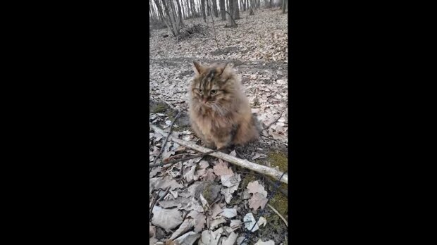 Verlorene Katze (Symbolbild). Quelle: Youtube Screenshot