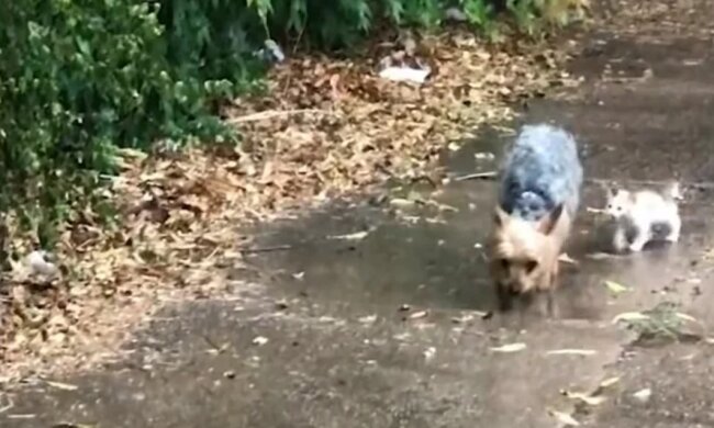 Der Hund verließ das Haus während des Regens und kam mit einem kleinen Freund zurück