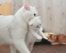 Katzenmutter trägt Kätzchen. Quelle: Screenshot Youtube
