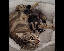 Mama-Katze. Quelle: Youtube Screenshot