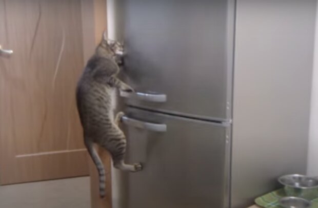 Katze im Kühlschrank. Quelle: Screenshot YouTube