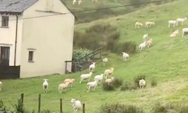 Warum eine Schafherde mehrere Stunden lang bewegungslos stand