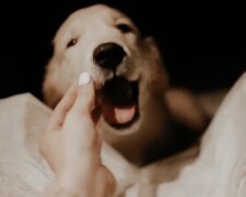 Hund. Quelle: Screenshot YouTube