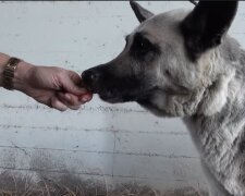 Jedes Hündchen träumt von einer Familie. Quelle: Screenshot YouTube