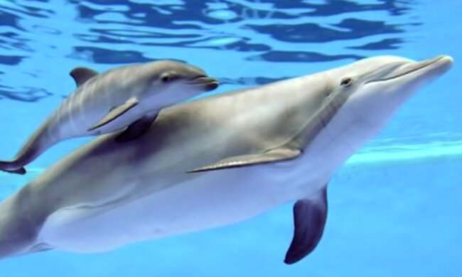 Erstaunliche Bewohner der Erde. Quelle: Screenshot YouTube