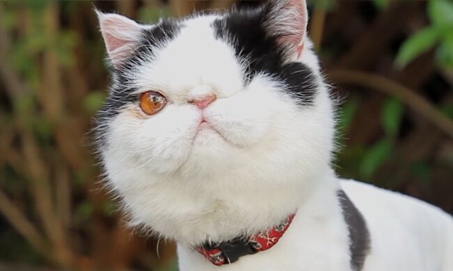 Eine besondere Katze. Quelle: YouTube Screenshot